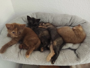 Britisch Kurzhaar Katzen