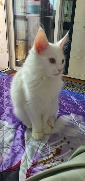 Verkaufe ein weiß koter Maine Coon 