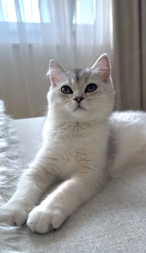 reinrassige britisch kurzhaar kitten bkh 