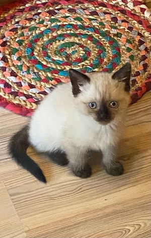 katzenbaby in liebevolle Hände abzugeben 