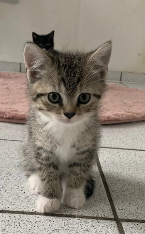 Kitten BKH-Mix Männchen und Weibchen Lieferung  möglich! 