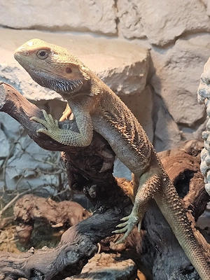 Bartagamen Weibchen sucht ein liebevolles Zuhause 