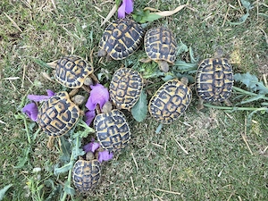 Griechische Landschildkröten Thh Weibchen 
