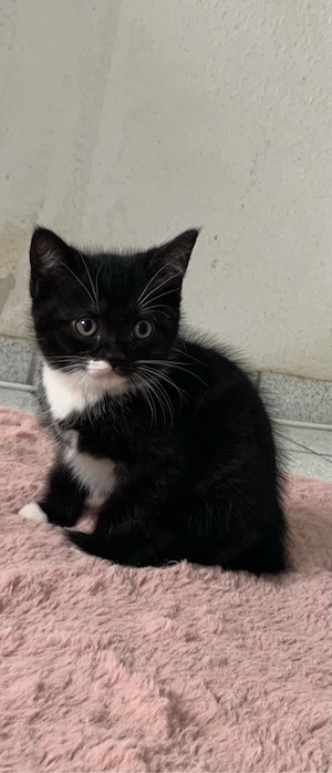 BKH-Mix Kitten Männchen u. Weibchen mit Lieferung