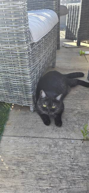 BKH Stubenkater