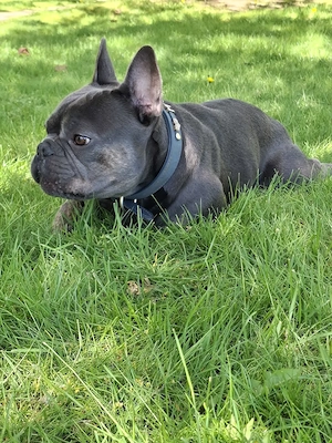 Französische Bulldogge 