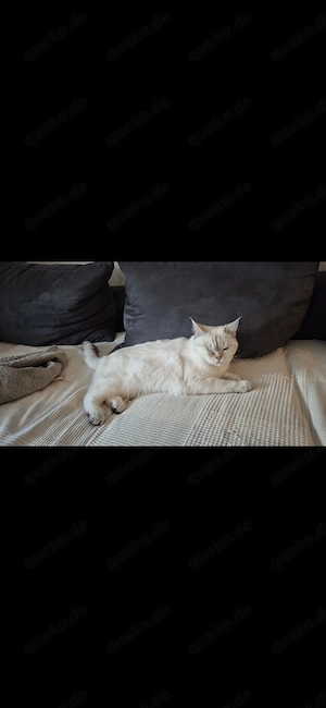 Jung katzen 11monate 