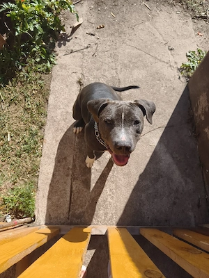 American Bully Classic Blue Line Mix Hündin