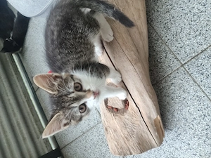 Wunderschöner EKH-Kater   verschmuste Fellnase mit traumhafter Zeichnung sucht Zuhause