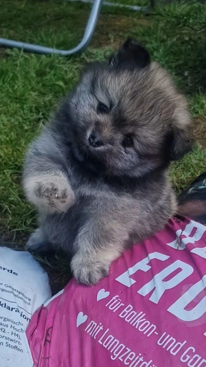    Pomchi-Welpen suchen ein liebevolles Zuhause   