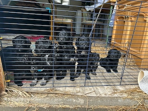 3 kleine welpen suchen noch ein zuhause 