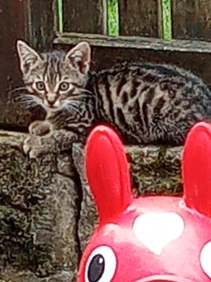 Katzenbaby