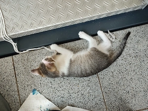Bezaubernde EKH-Katze   verschmuste Fellnase mit traumhafter Zeichnung sucht Zuhause