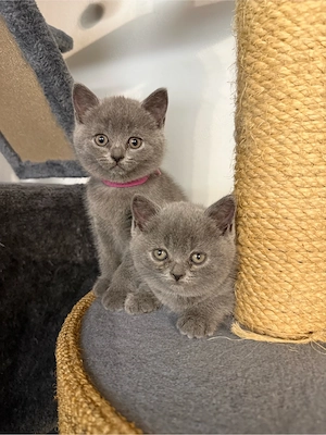 2 BKH Britisch Kurzhaar British Shorthair Kitten Blue Weibchen Mädchen