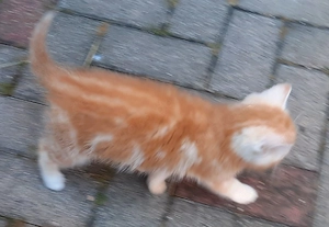 Katzenkinder - Persermischlinge