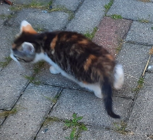 Katzenkinder - Persermischlinge