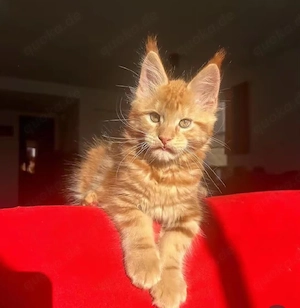 Meine kleine Maine Coon    