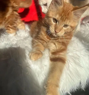Wunderschönes, 14 Wochen altes rotes Maine-Coon-Kätzchen   gesund und verspielt. 