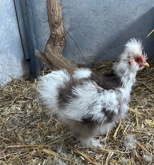 US Silkie Hahn in mottled