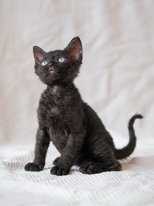 Süße Kitten abzugeben 