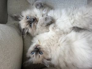 Ragdoll Kitten Abgabe bereit