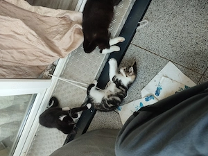 Extrem niedliche EKH-Katze   unsere kleine Hexe sucht ein liebevolles Zuhause