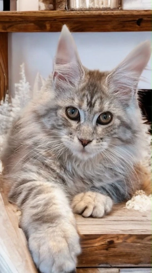 Maine Coon Kitten mit Stammbaum