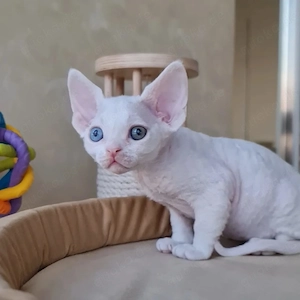 Entzückende Devon-Rex-Kätzchen suchen ein liebevolles Zuhause!