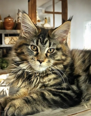 Maine Coon Kitten mit Stammbaum