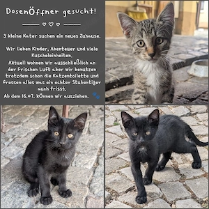 3 kleine Kater abzugeben