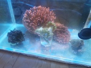 Kupferanemonen und Euphyllias
