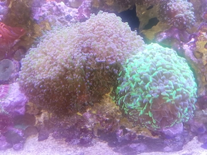 Verschiedene Euphyllia
