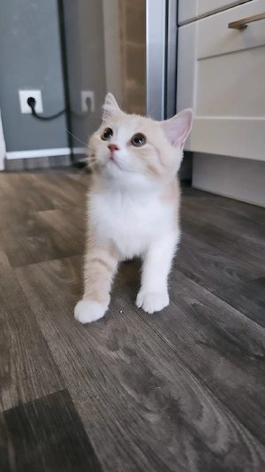 BKH Katerchen in Creme Weiß (Bicolor)
