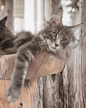 Maine Coon Kitten mit Stammbaum