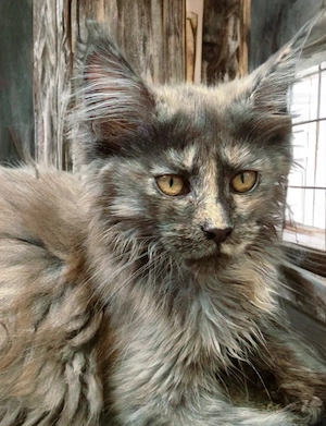 Maine Coon Kitten mit Stammbaum