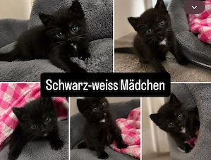 Maine Coon Heilige Birma Mix Kitten geimpft und gechipt