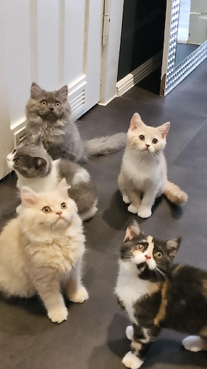 Prächtiger BLH Blauer Katerchen ab sofort!