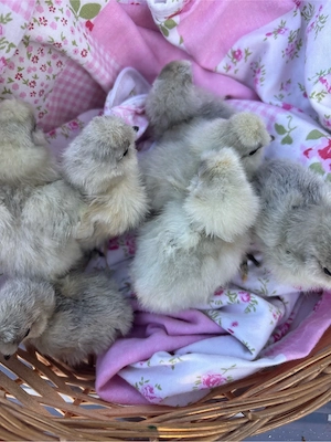 US Silkie Küken in Lavender