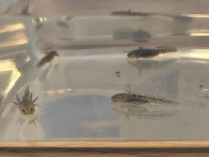 Axolotl Jungtiere