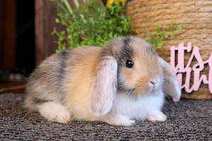 Kleine bunte Baby Kaninchen Weißohr Zwergwidder Hasen Miniwidder