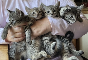 4 ausgesprochen hübsche Tigerkaterchen