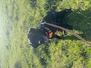 Labrador Hündin 11 Monate 