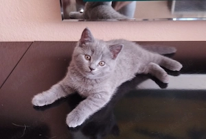 Bkh Kitten verschiedene Farben 