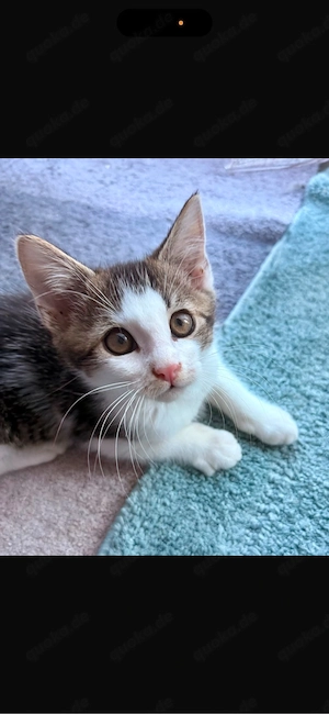 katzenbabys 