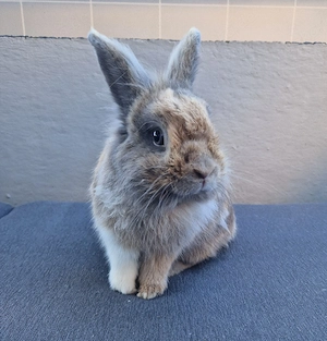 Löwenköpfchen Löwenkopf Zwergkaninchen Kaninchen Mini-Lop 