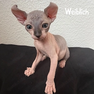  2 Sphynx Elf Kitten 