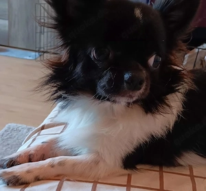 Unser Rüde sucht ein Liebhaber zuhause 