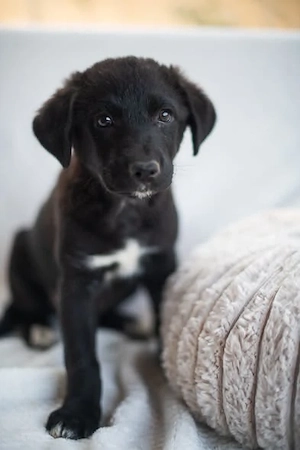 Daphne, freundlicher Welpe sucht neues Zuhause