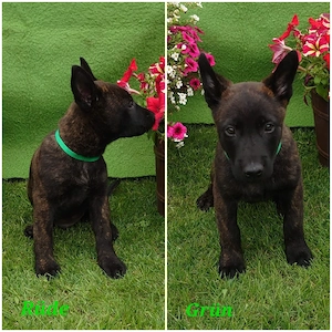 Malinois X-Herder Welpen 