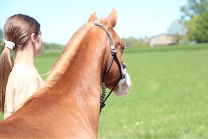 Wunderschöne Ponystute